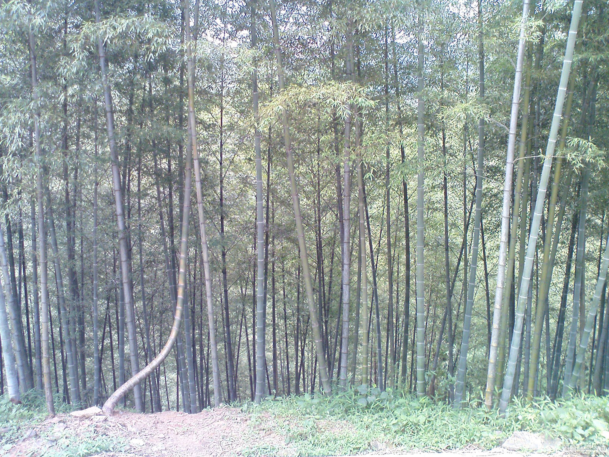 DSC00002.JPG