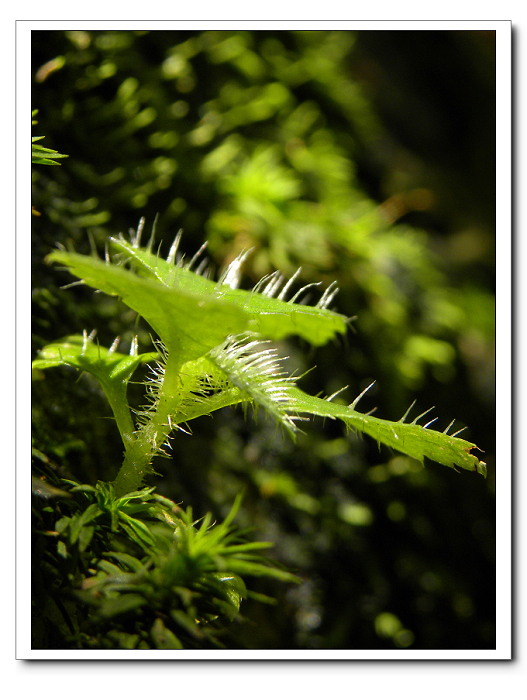 DSCN2244-1.jpg