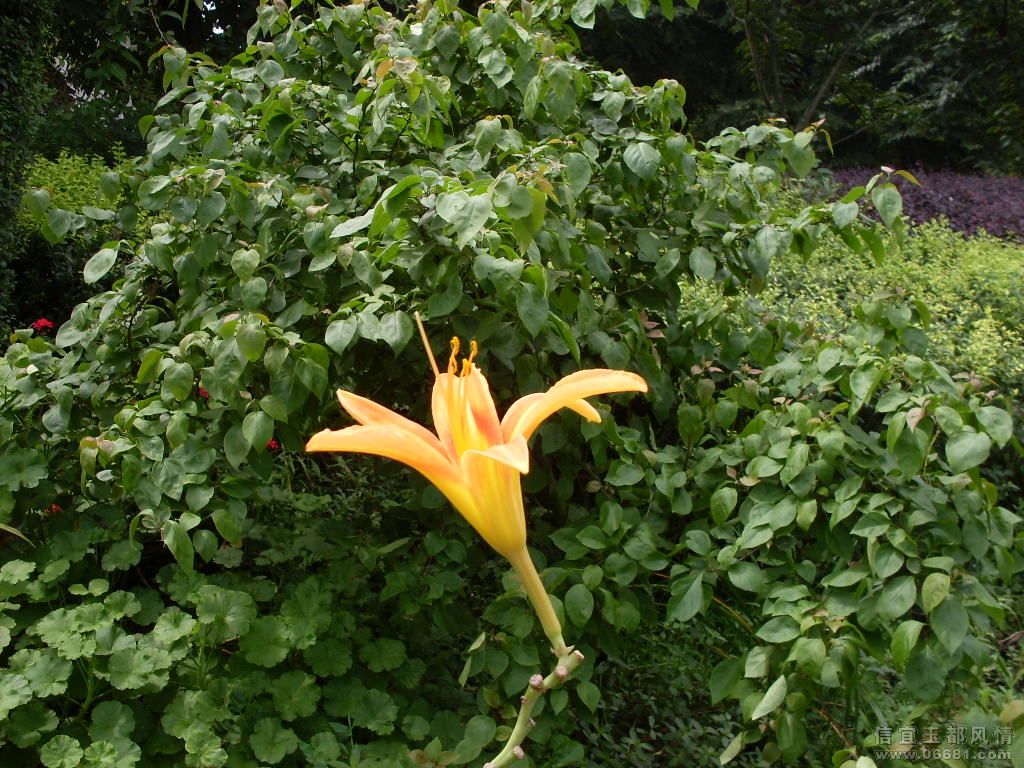 SDC10730.JPG