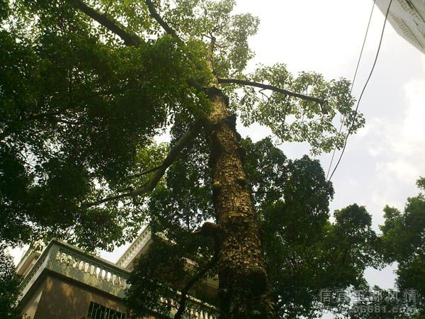 20090822908.jpg