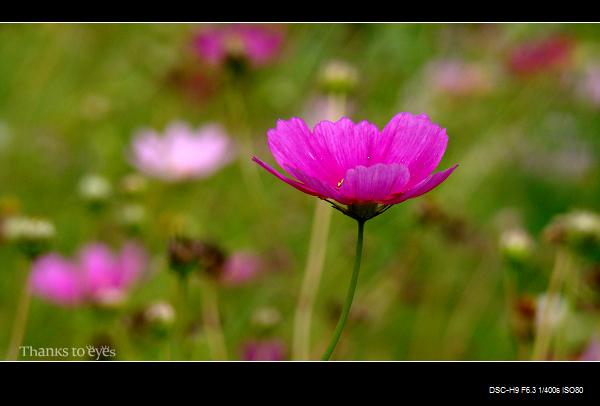 DSC07466.jpg
