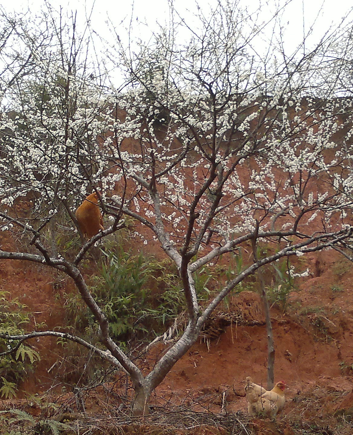 20110220049_1.jpg
