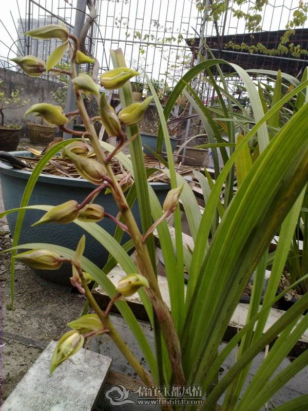 20110405024.jpg
