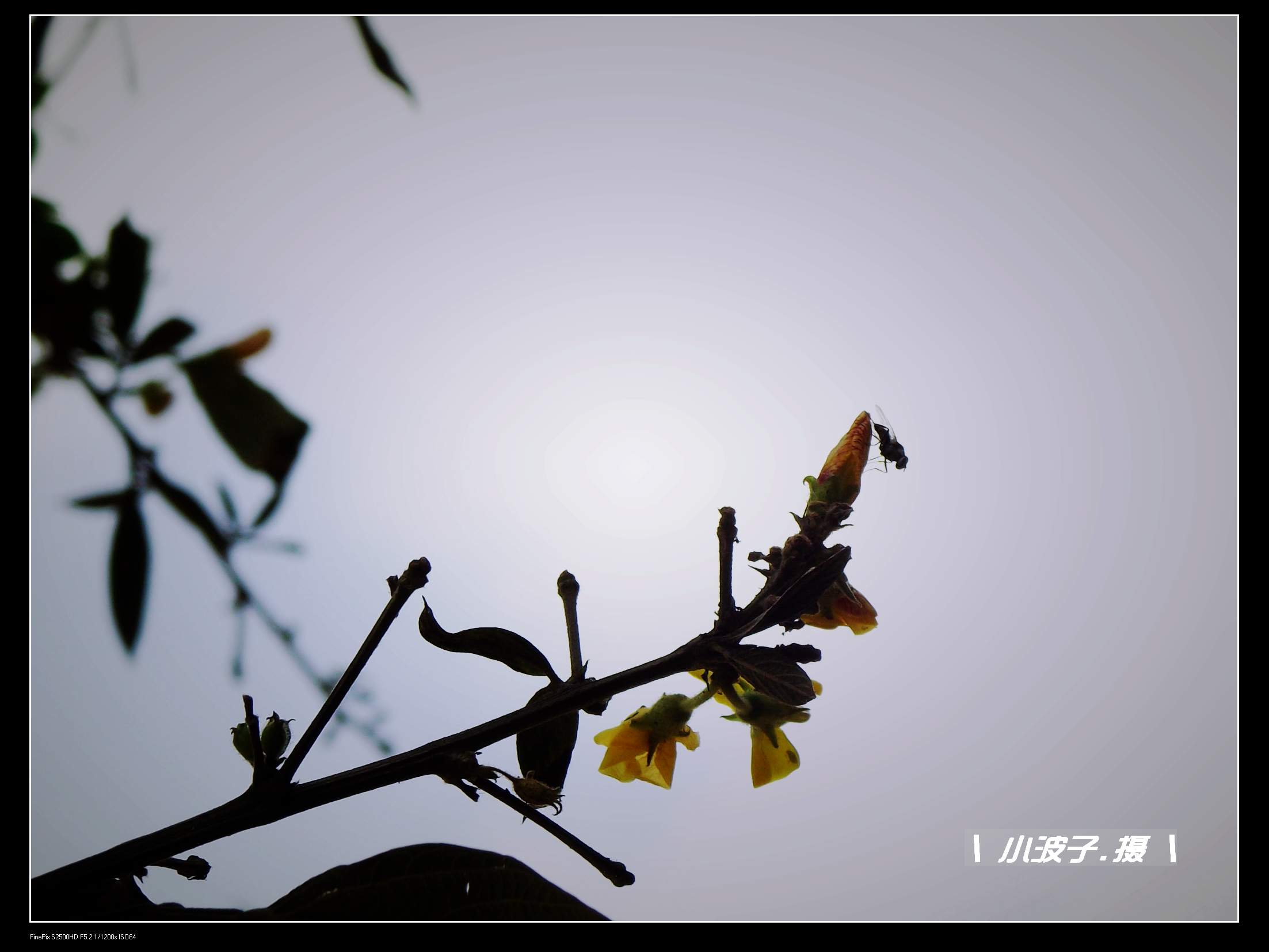 DSCF6168.JPG