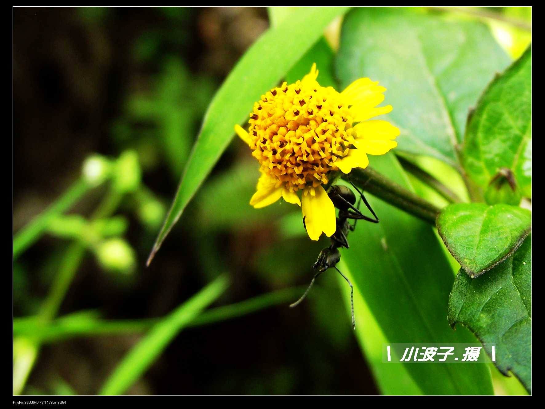 DSCF6188.JPG