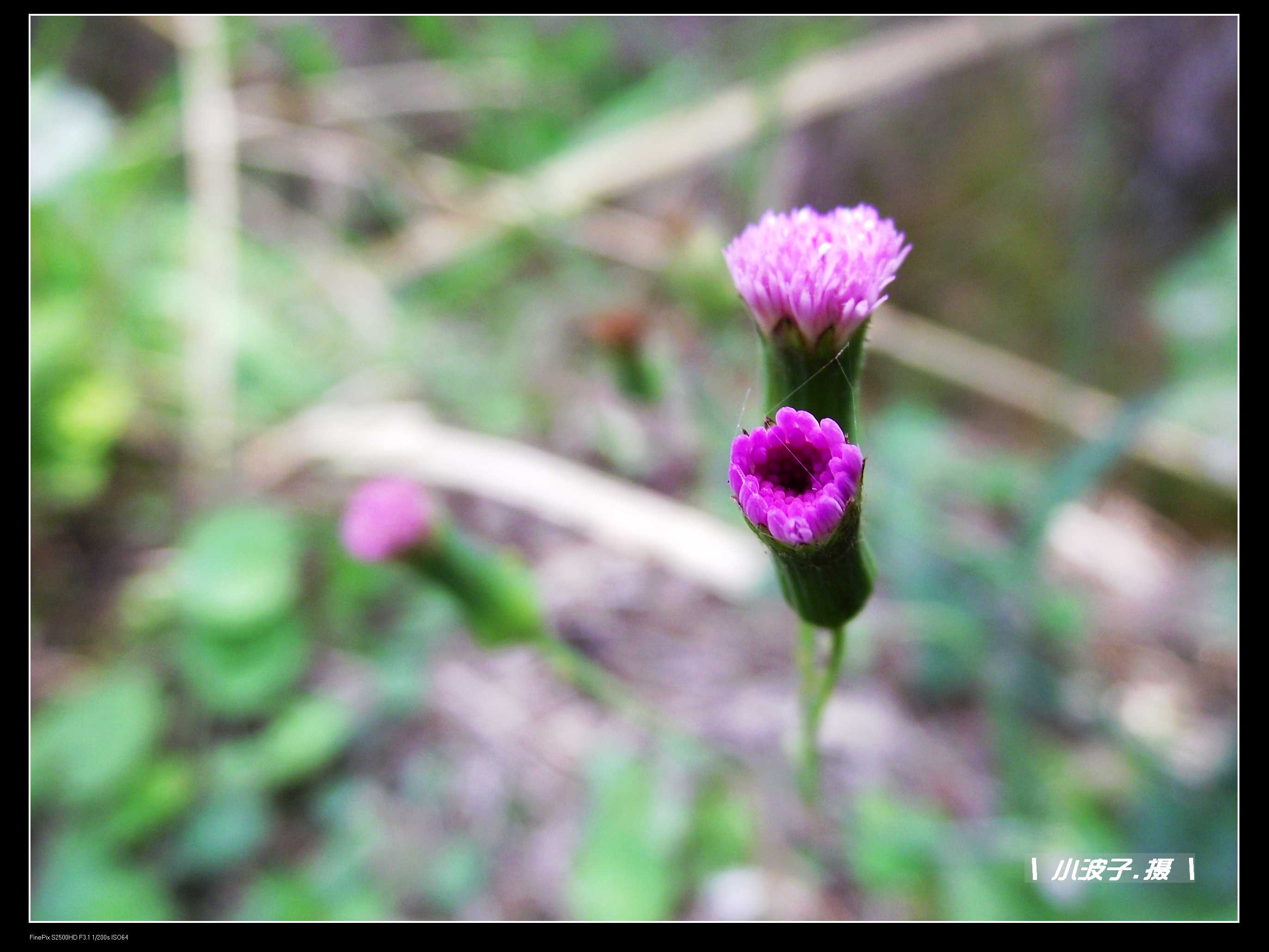DSCF6207.JPG
