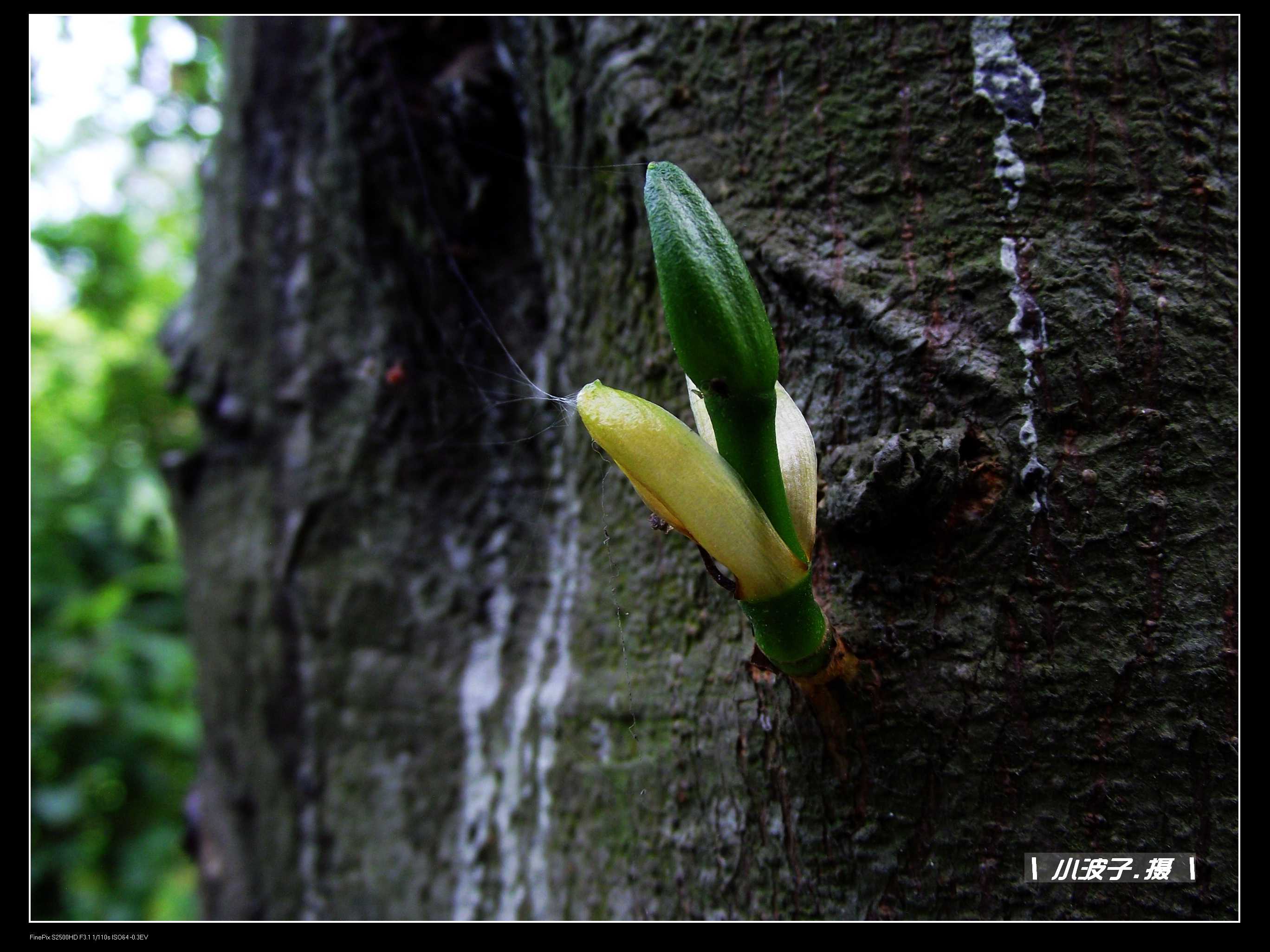 DSCF6239.JPG