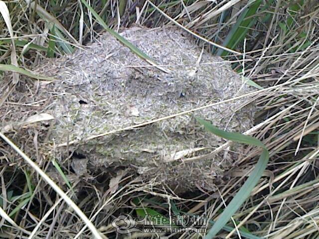 IMG1068A.jpg