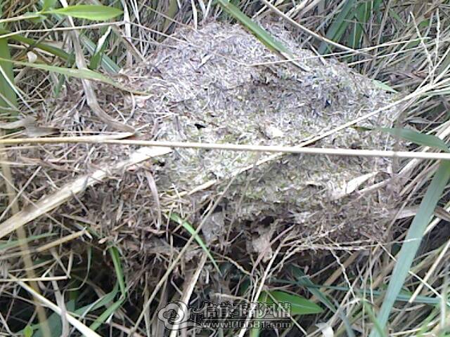 IMG1069A.jpg