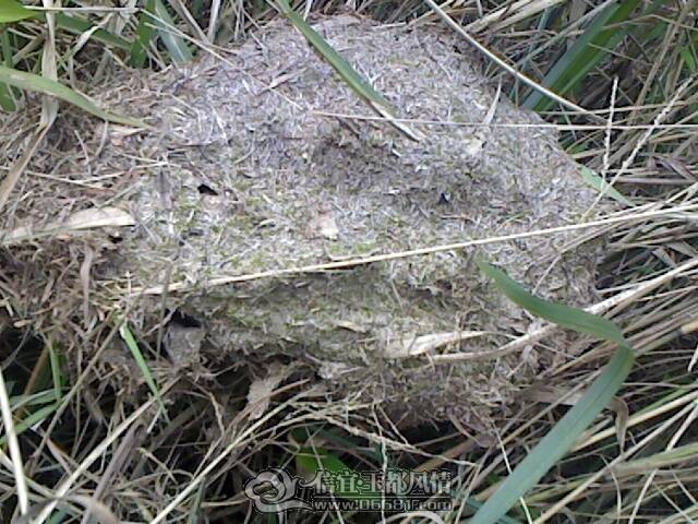 IMG1070A.jpg