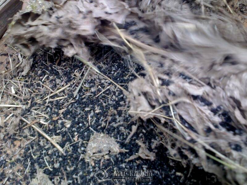 IMG1100A.jpg