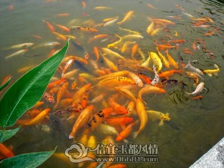 DSC08473_conew1.jpg