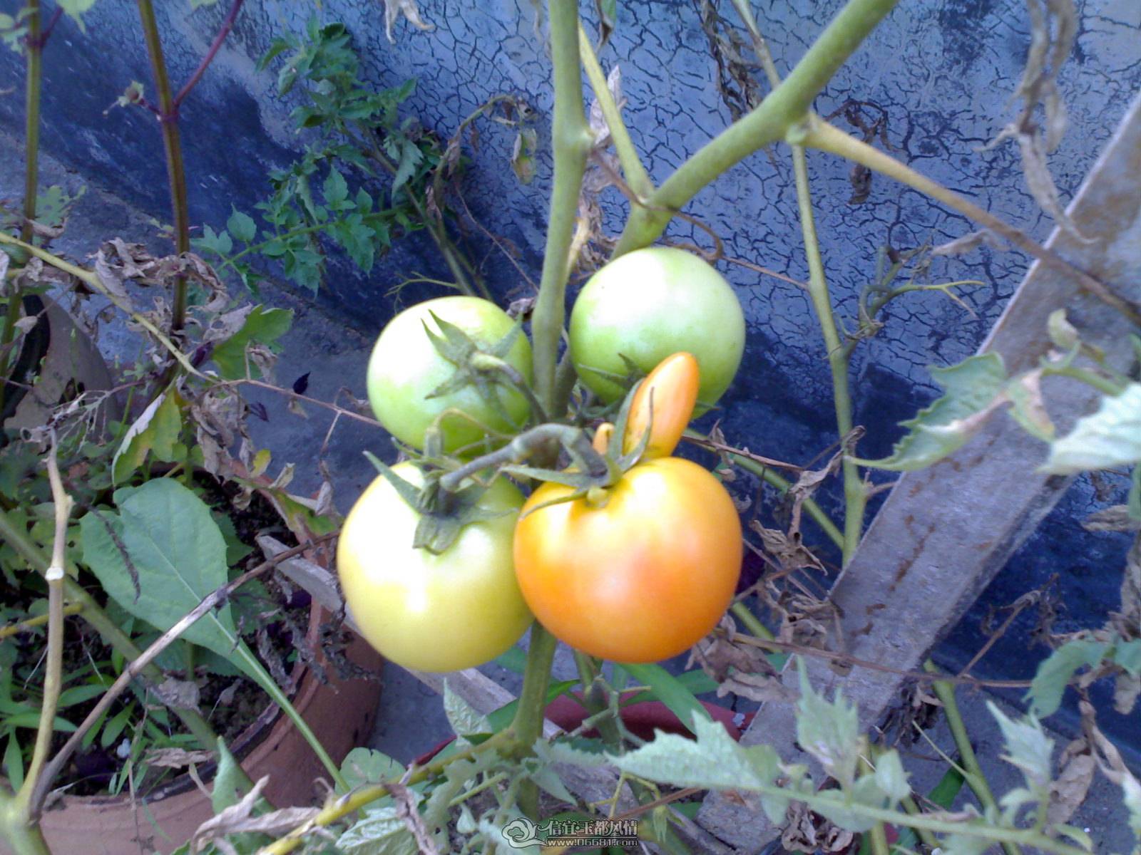 20110524444.jpg