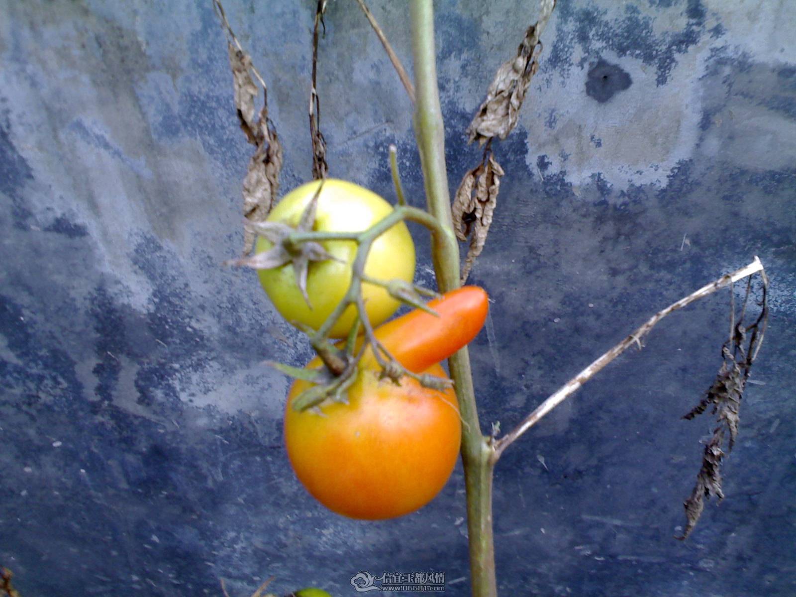 20110524443.jpg