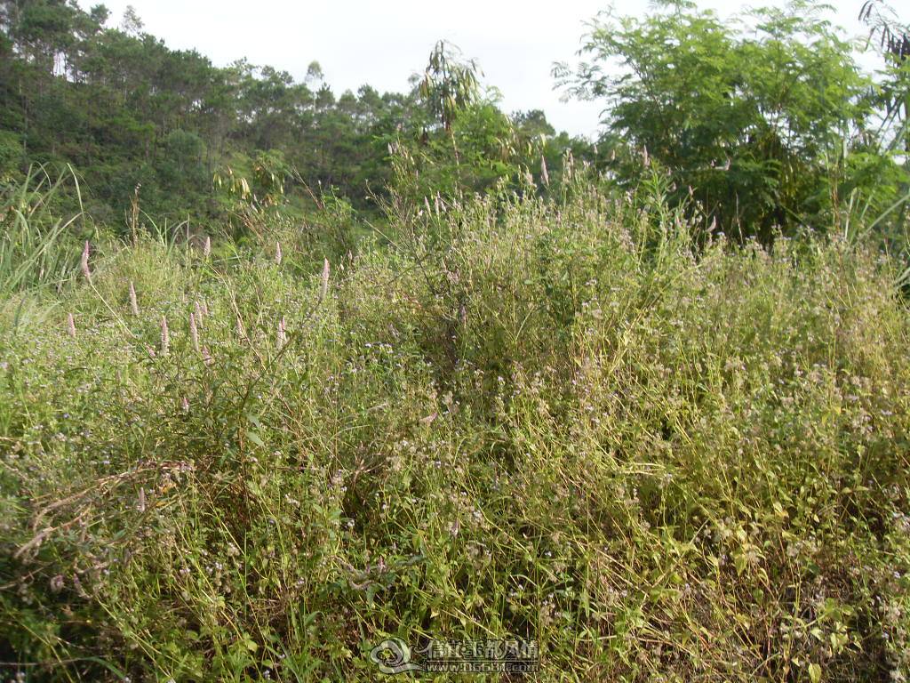 SDC12922.JPG