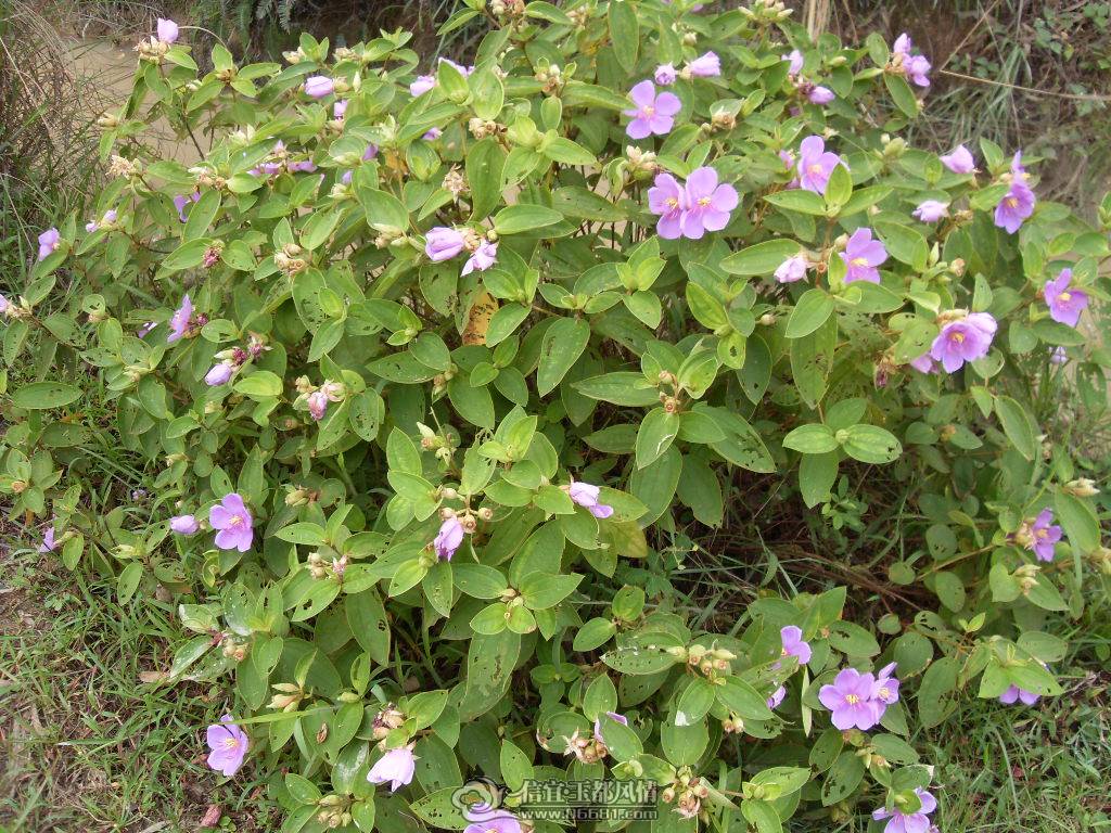 SDC12926.JPG
