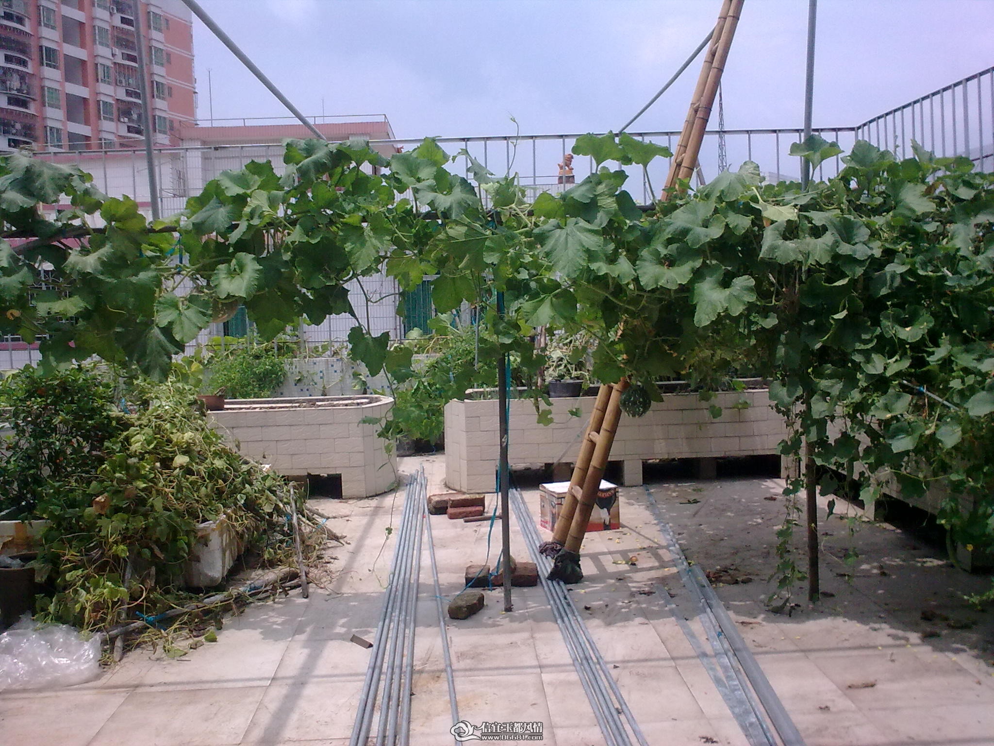 20110715.jpg
