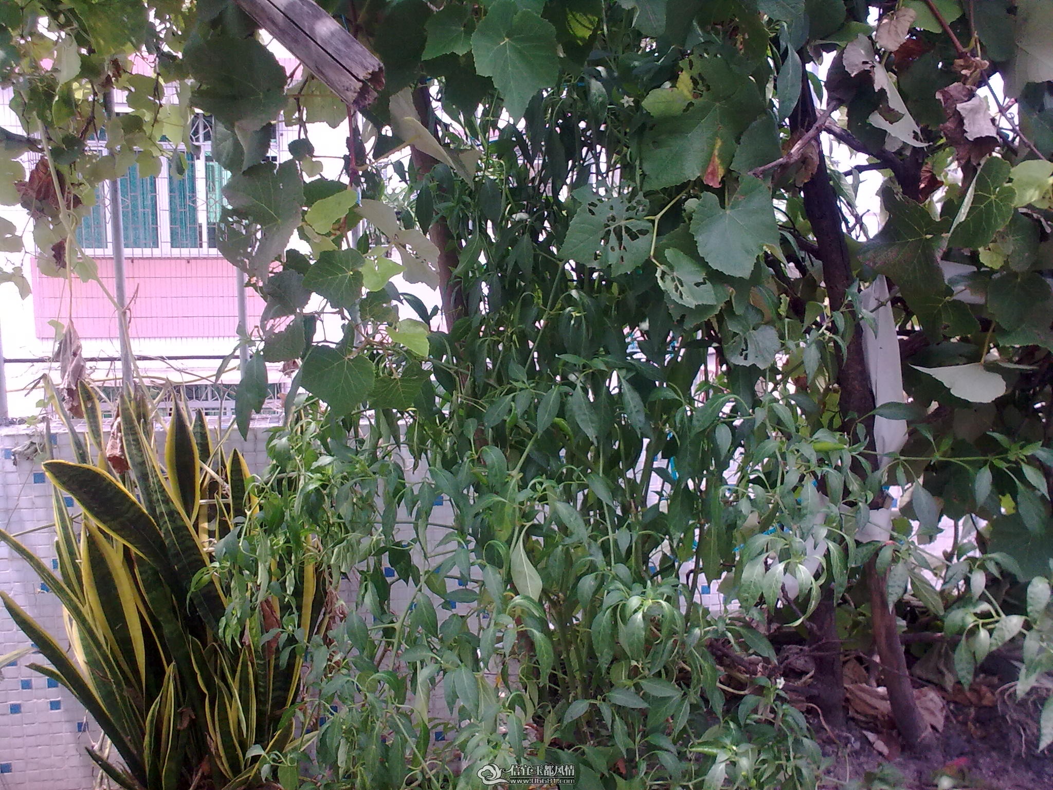 20110715_003.jpg