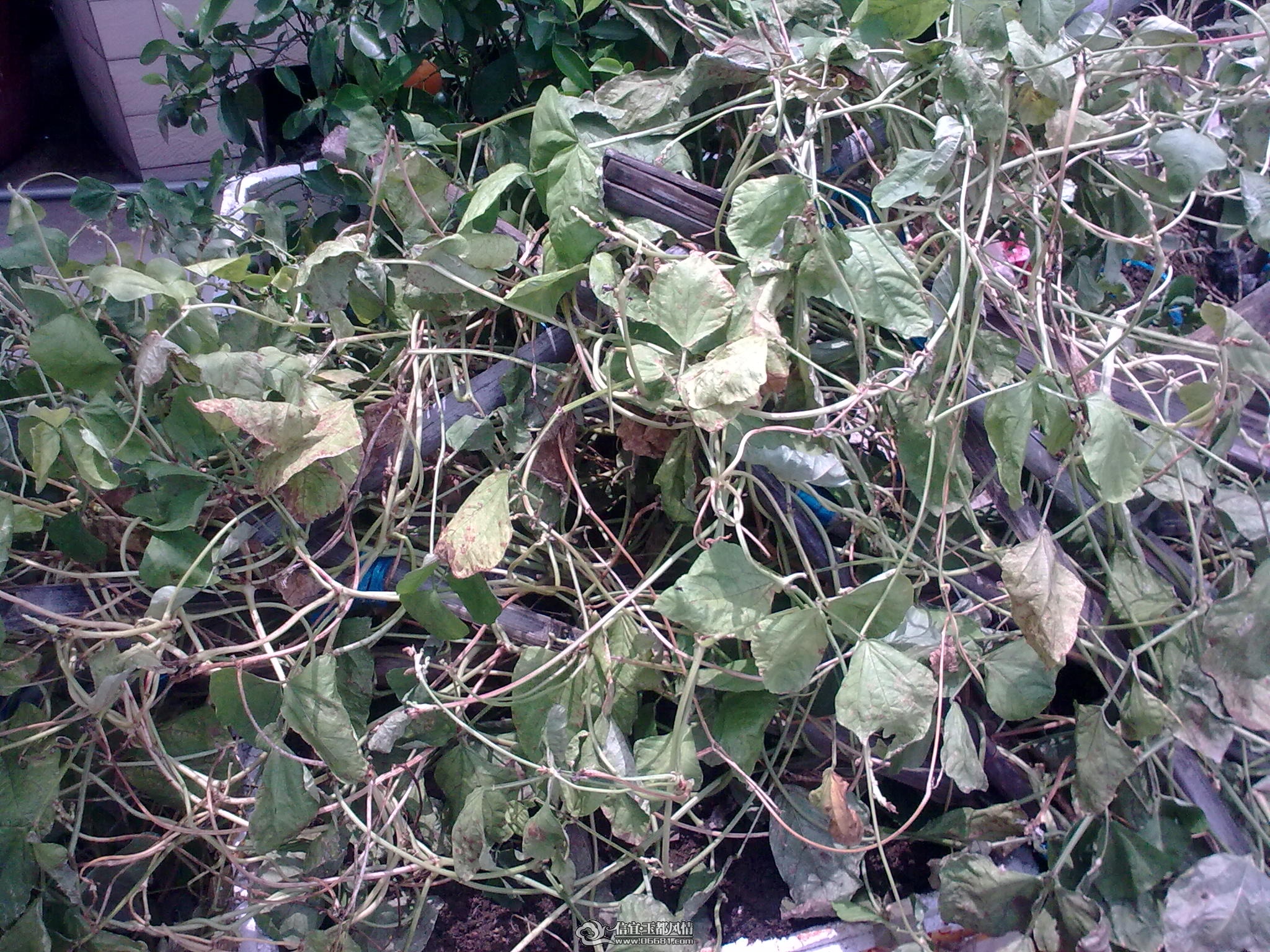 20110715_011.jpg