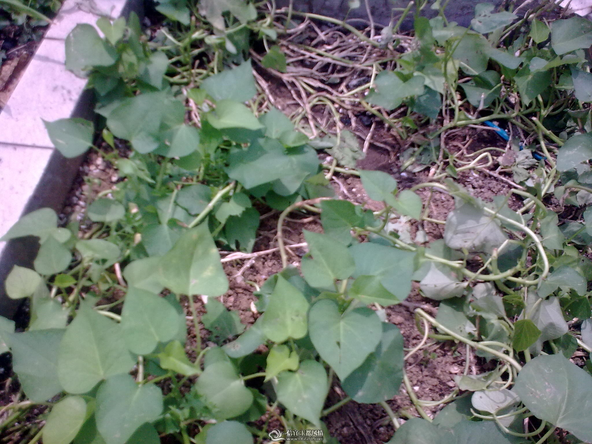 20110715_008.jpg