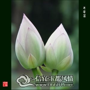 alt1072380.jpg