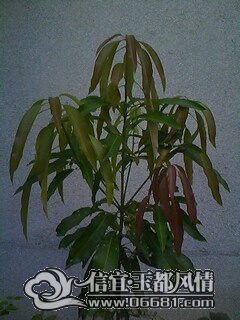IMG0113A.jpg