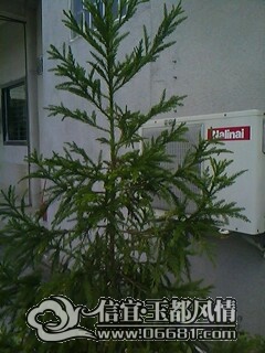 IMG0114A.jpg