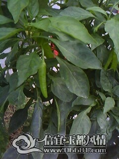IMG0115A.jpg