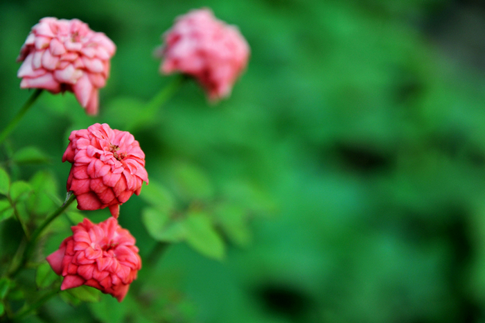 DSC_08021.jpg