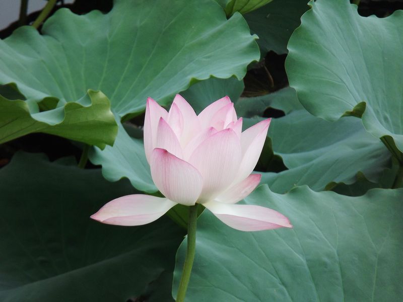 DSCF1008.jpg