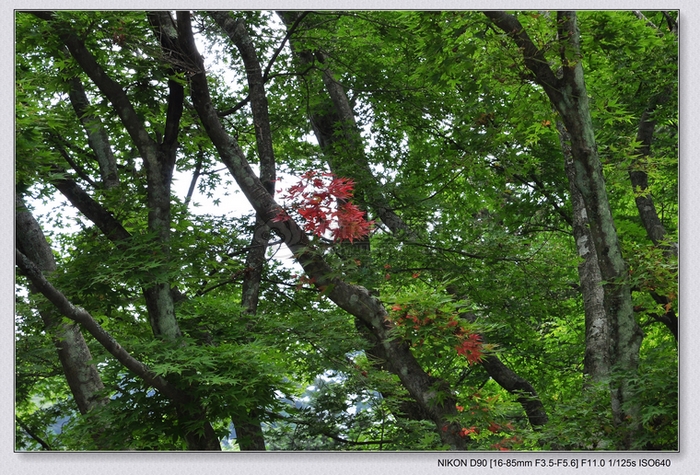 DSC_0242.jpg