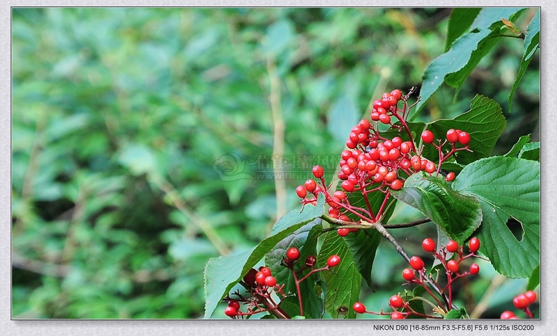 DSC_0426.jpg