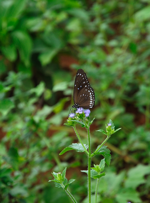 DSC_00820.jpg