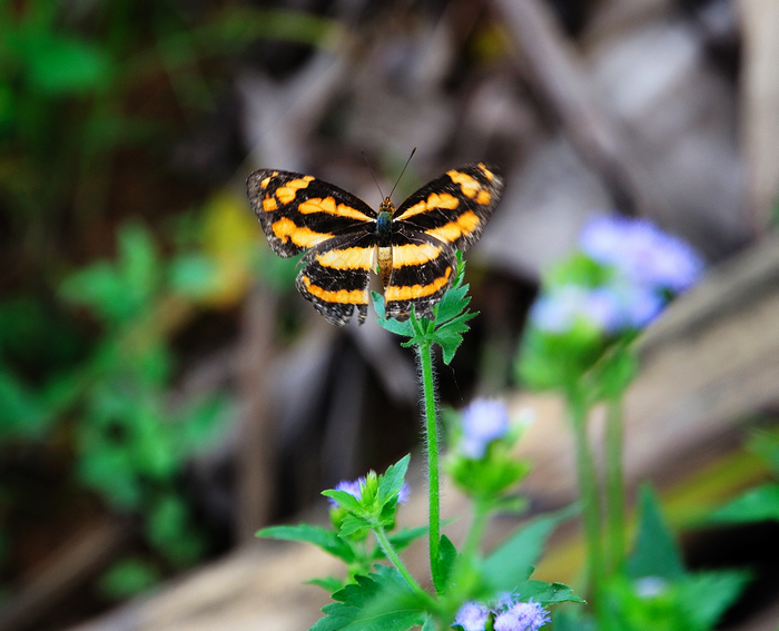 DSC_00840.jpg