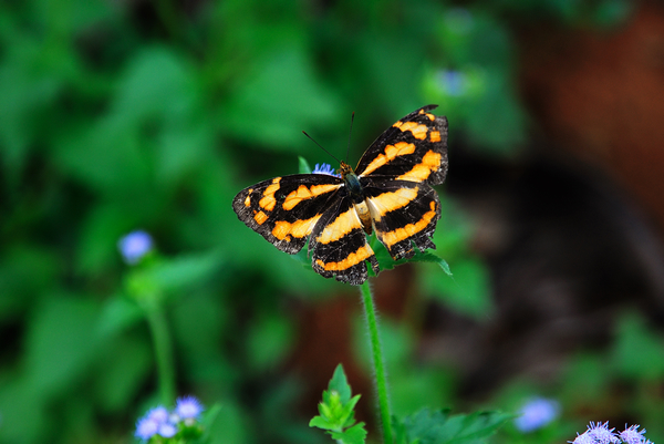 DSC_00850.jpg