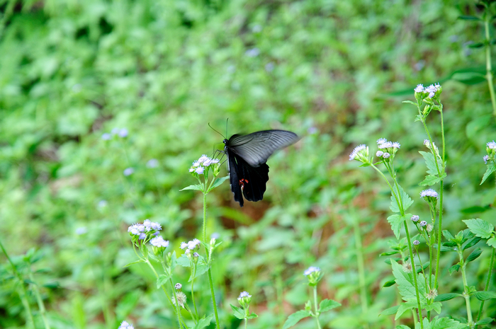 DSC_00900.jpg