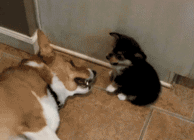 δ����.gif