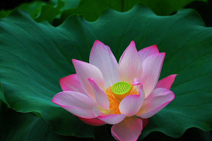nEO_IMG_DSC_01950.jpg