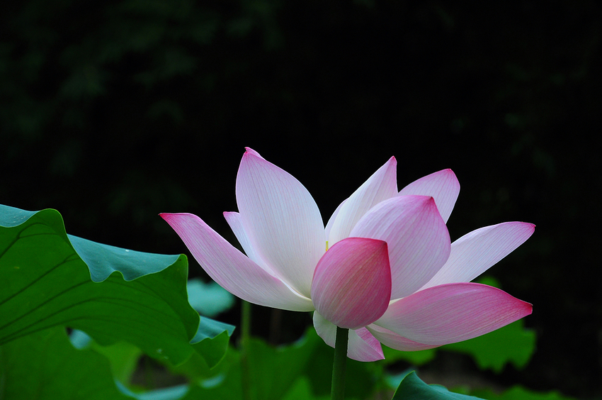 nEO_IMG_DSC_02080.jpg
