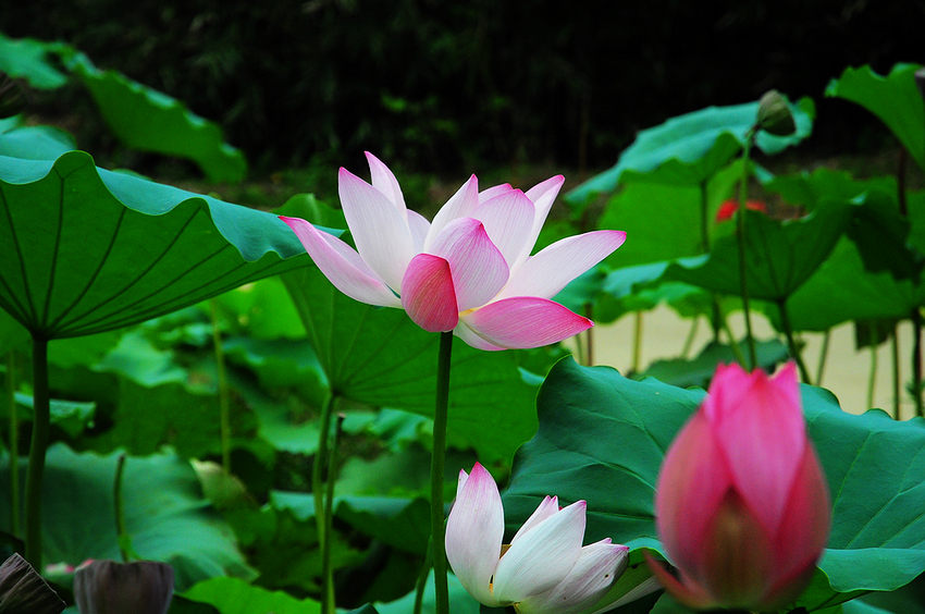 nEO_IMG_DSC_02130.jpg