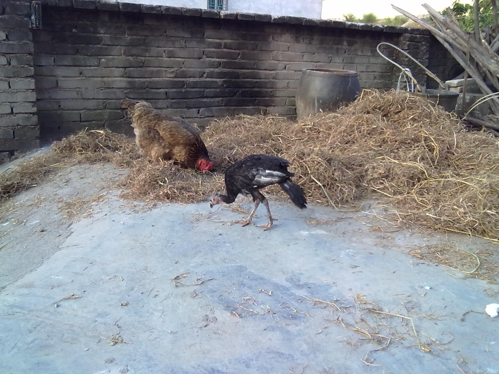20110902039.jpg