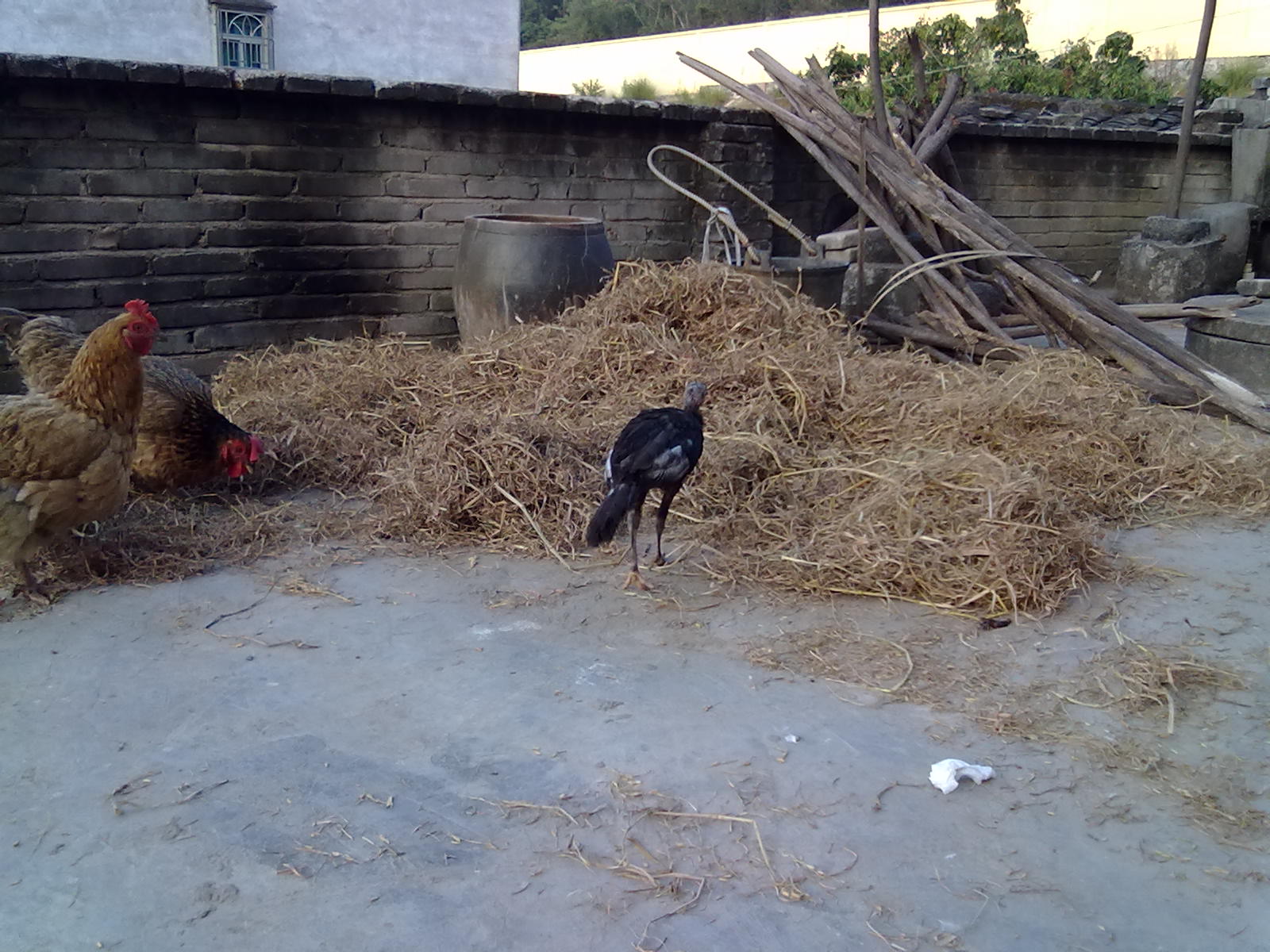 20110902040.jpg