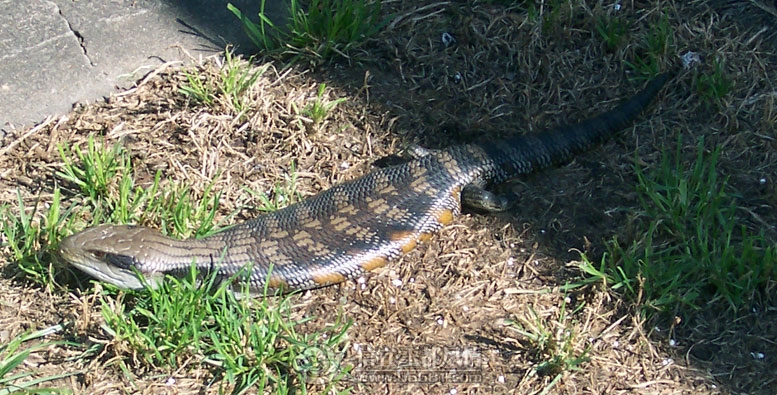 Snake in my garden