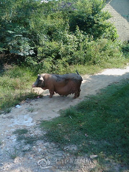 IMAG0248.jpg