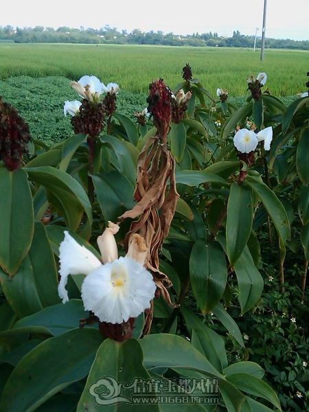 IMAG0251.jpg