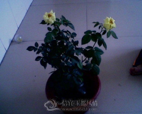 IMG0198A.jpg