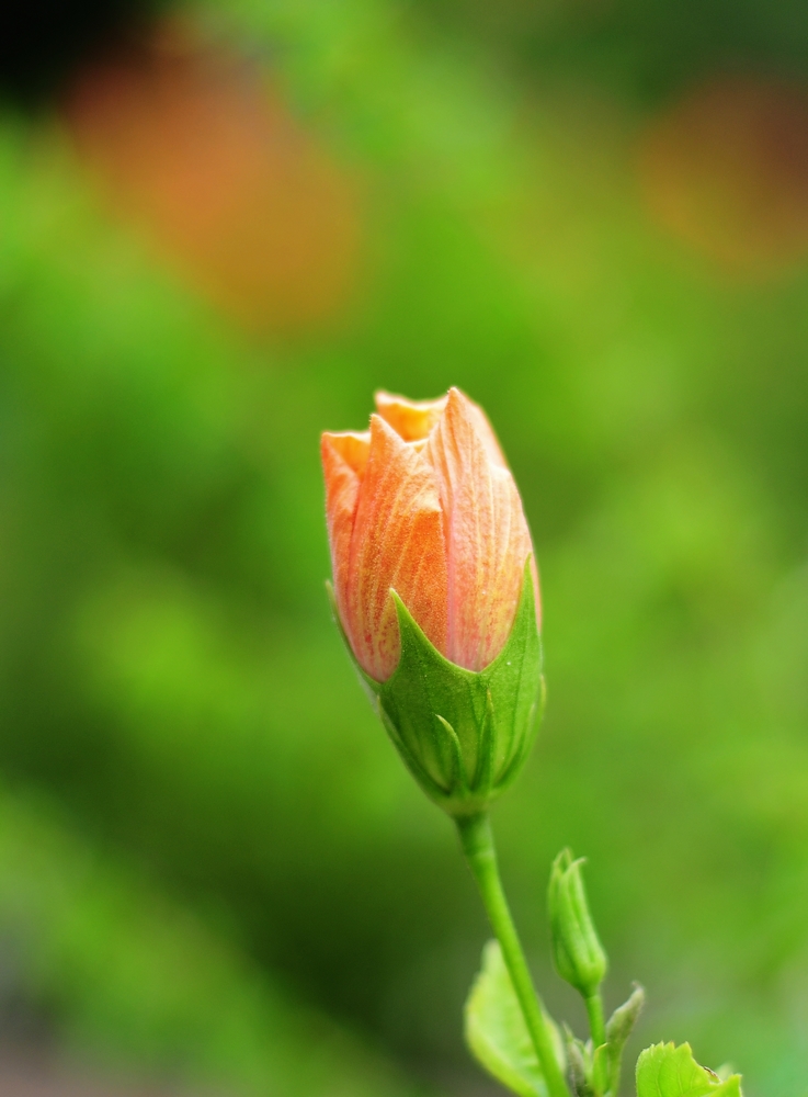 nEO_IMG_DSC_0394.jpg