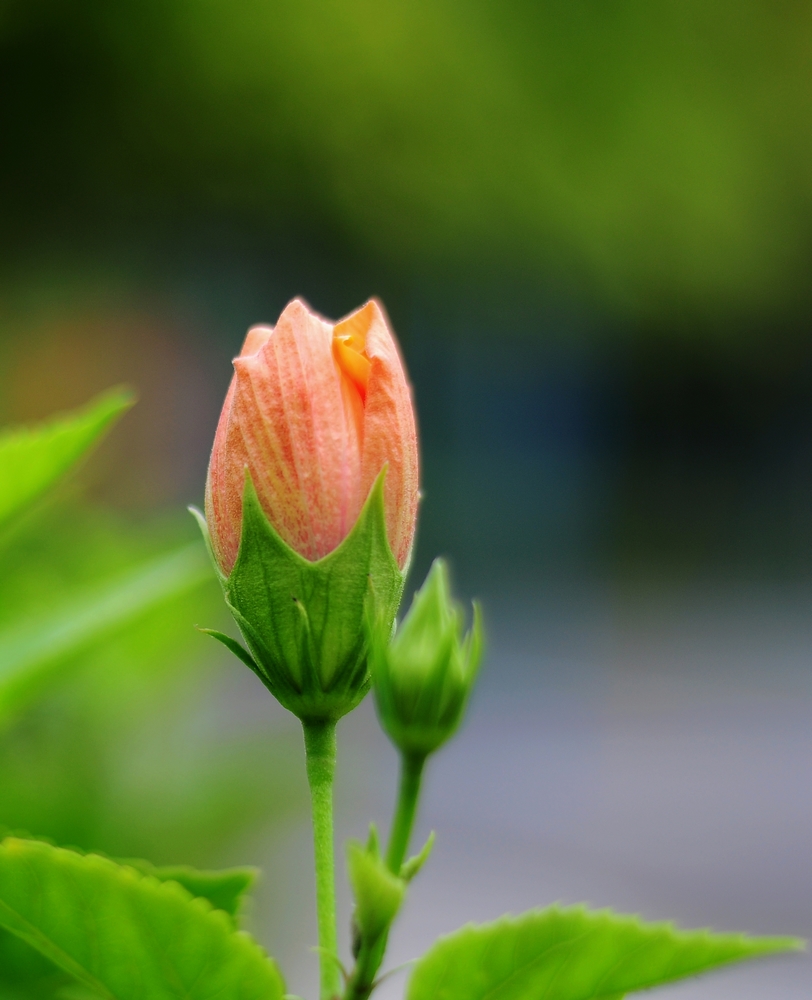 nEO_IMG_DSC_0398.jpg