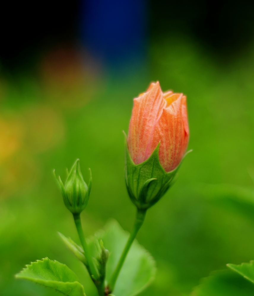 nEO_IMG_DSC_0400.jpg