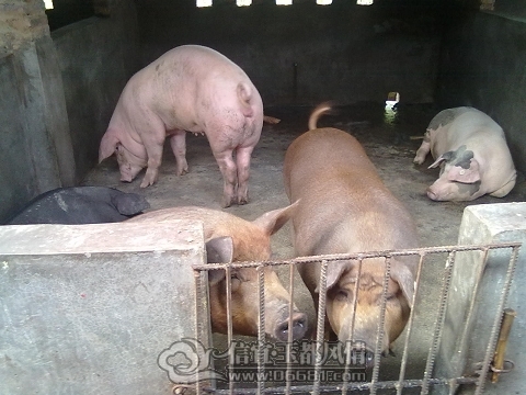 20110930237_��Ŀѹ��.jpg